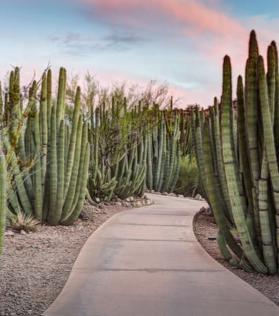 A walkway through a desert garden landscape at the Phoenix Botanical Gardens
